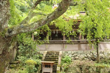 <p>The main altar of the main hall obscured by the sakura tree</p>