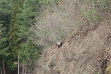 Spot the woodland creature.
