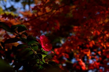 <p>Leaves dyed red</p>