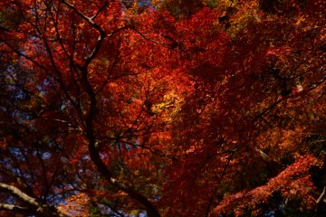 <p>A wall of red</p>