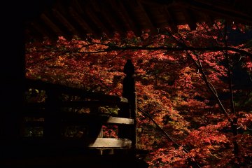 <p>The temple gate and fall foilage</p>