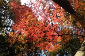 <p>Looking up from the garden</p>