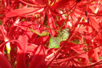 <p>Spider lilies were blooming across from the area where they sell amulets</p>