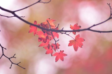 <p>Leaves changing colors</p>