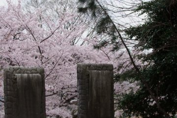 A visit during the cherry blossom season is truly beautiful.