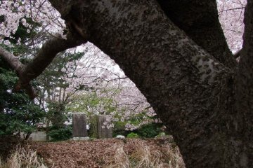 A tranquil final resting place for its eternal boarders.