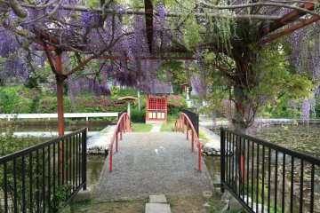 Wisteria in Chiba