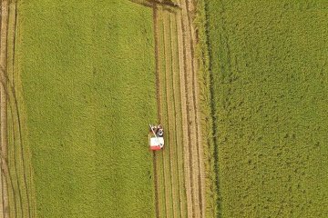 Gathering the Rice Harvest in Fukui