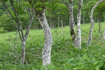 Silver birch forest