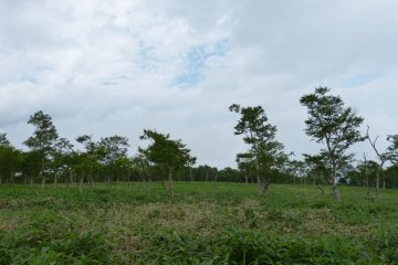 Field of striped bamboo leaves