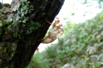 Shell of a cicada