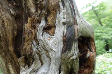 Tree trunk resembling marbled paper