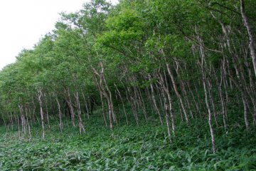 Forest and field meet