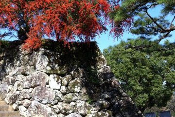 Red Berries in Fall
