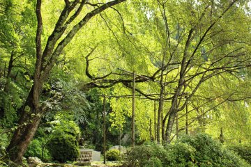 <p>The summer leaves of the weeping shidare-zakura trees back-lit by the sun</p>
