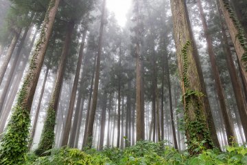 <p>The woods surrounding the Roan have winding paths</p>