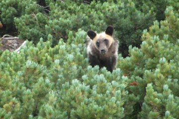 <p>Teddy, l'ours brun de Shiretoko</p>