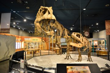 <p>Bones of a Tyrannosaurus Rex and Allosaurus on display at the museum</p>