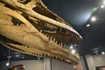 <p>Well preserved details of the Tyrannosaurus Rex head</p>