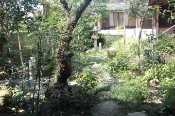 Beautiful graden on a surrounding territory 
