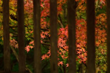 <p>Fall colors making their way onto the temple grounds.</p>