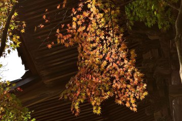 <p>The leaves are highlighted by the ray of sunlight.</p>