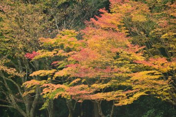 <p>The fall colors near the main temple.</p>