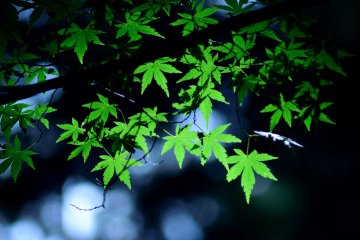 <p>Even the green leaves are vibrant.</p>