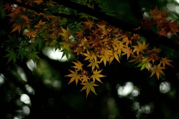 <p>The leaves ranging in color from yellow to red.</p>
