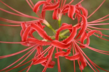 Koishikawa Korakuen's Spider Lilies