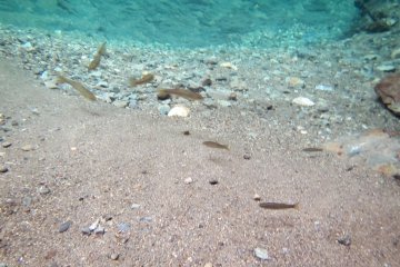 <p>Takahaya swimming in the Amago Pool downstream of the Myojin no Taki Waterfall in the Suigenchi no Mori hiking area</p>