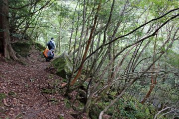 <p>Along the Suigen no Mori Hiking Trail</p>