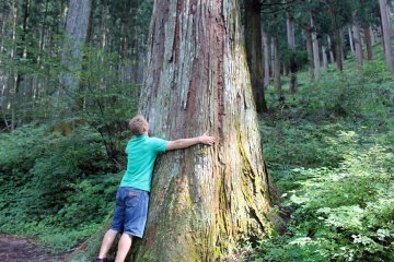 <p>A giant 300+ year old cedar tree near Kashiwagi</p>