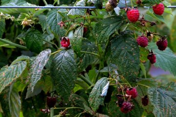 Raspberries ready to pick!