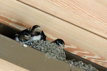 Nest of swallow chicks under the eaves of the road station
