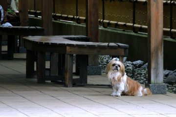 <p>Small dog waiting for its owner to emerge from one of the public bath houses &nbsp;</p>