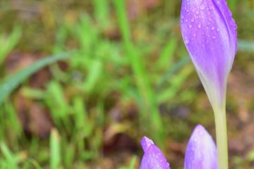 Fukui Botanical Garden in the Rain