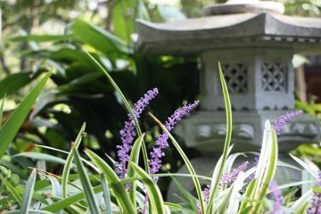 <p>The blooming of flowers like these irises caught my eye.</p>