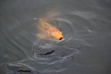 <p>The golden carp stands out against the black ones in the muddy water</p>