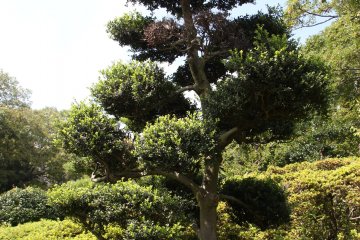 <p>According to the nameplate this is a&nbsp;Japanese holly</p>