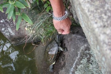 <p>The old man who was feeding the turtles with nuts</p>