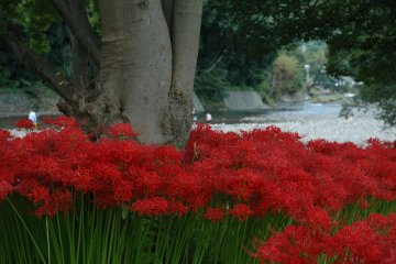 <p>Cluster of spider lilys in the foreground, Koma river in the background.&nbsp;</p>