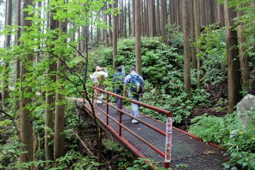 <p>The trail to the summit of Mt. Omine is, with the exception of the Tests of Courage, a gentle and easy hike</p>