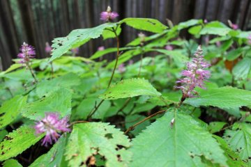 <p>A mint-like wild flower</p>