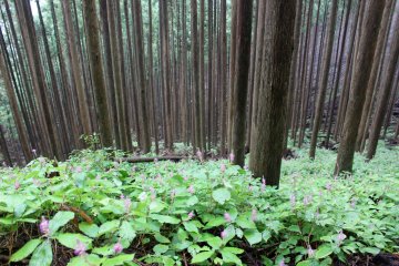 <p>It forms a carpet in much of the forests and cedar plantations on the lower slopes of Mt. Omine</p>