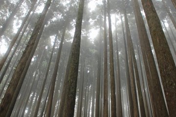 <p>Clouds and fog on the day I climbed the mountain lent it a fantastic and mysterious atmosphere</p>