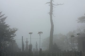 <p>A dead tree and a monument looming out of the fog near the main hall</p>
