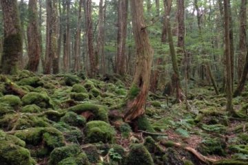 <p>In every direction, the ground is a tangled knot of tree roots</p>
