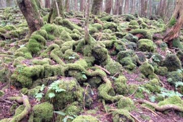 <p>Truly evoking the eerily beautiful world of nature at its finest: a sea of trees</p>