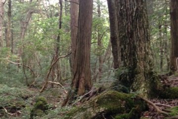 <p>Hiking around the woods, it is quiet and damp. Only streaks of sunlight enter through the treetops</p>